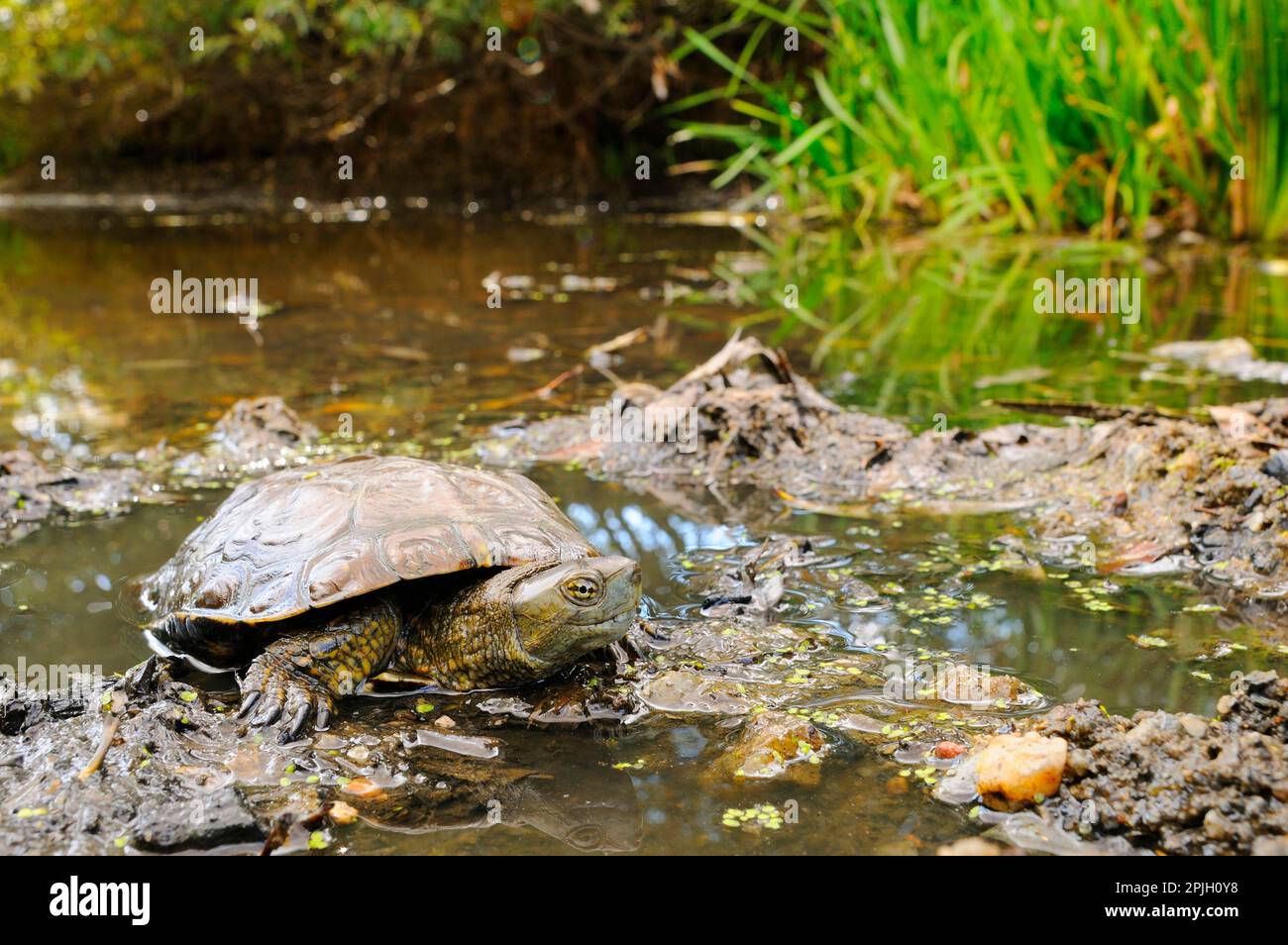 Leprosa, Moorish stream turtle, Spanish water turtle, Moorish stream turtle (Mauremys caspica), Spanish water turtles, Spanish water turtle Stock Photo