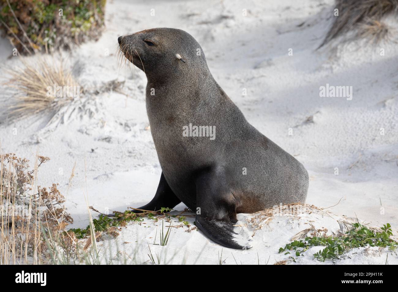 South American Fur Seal, Arctocephalus Australis, on The Falkland Islands. Stock Photo