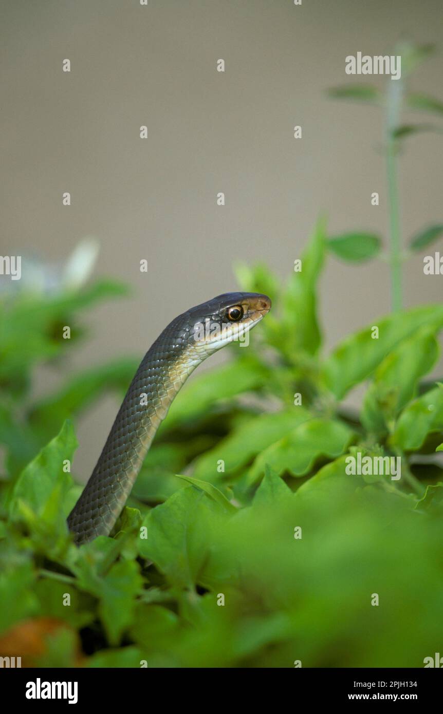 Florida racer snake hi-res stock photography and images - Alamy