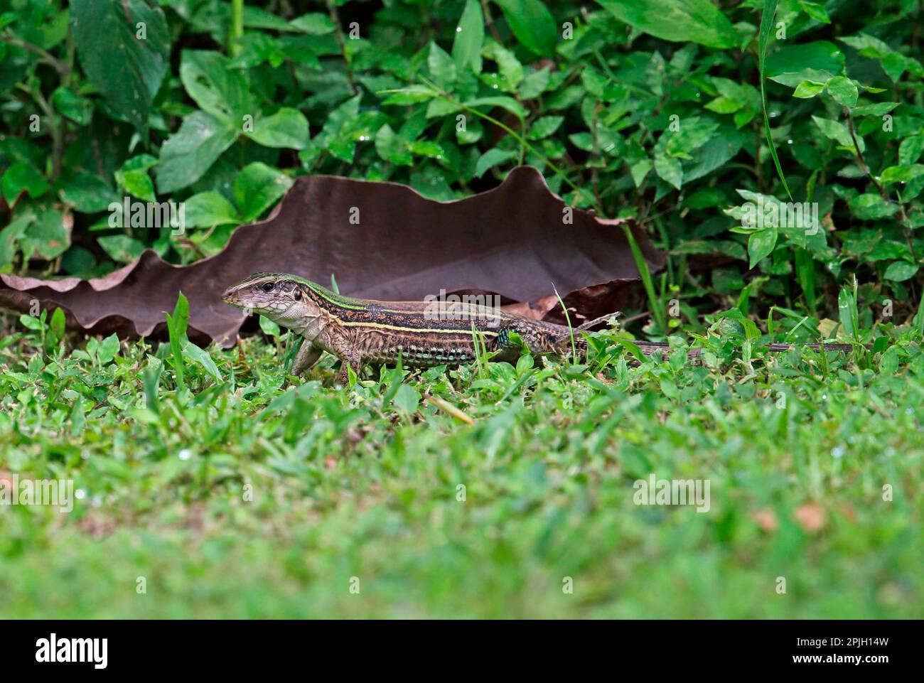 Four-lined Ameiva (Ameiva quadrilineata) adult, standing on damp grass, Chagres River, Panama Stock Photo