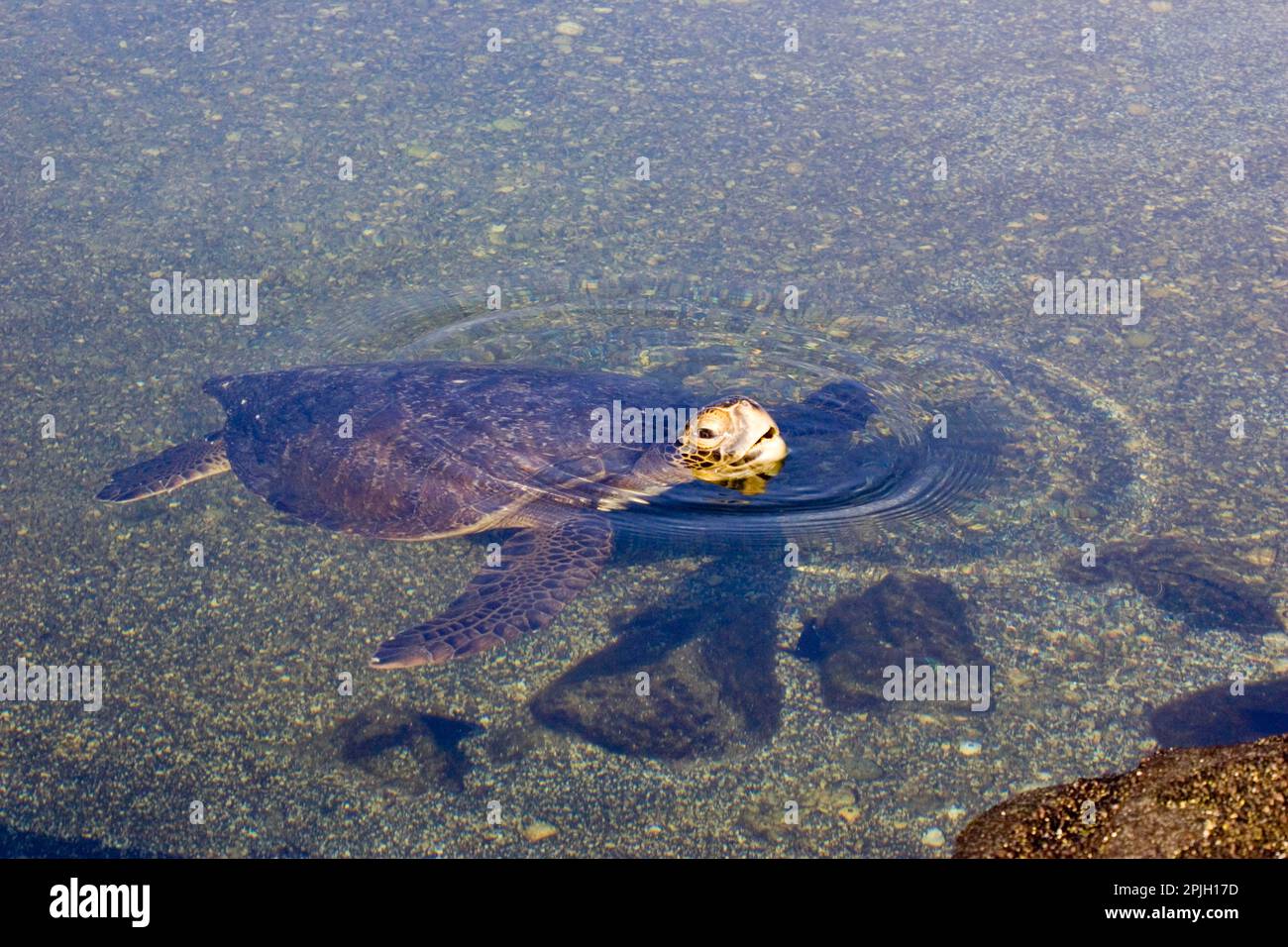 Chelonia mydas agassizi, Eastern Pacific green turtle, galapagos green