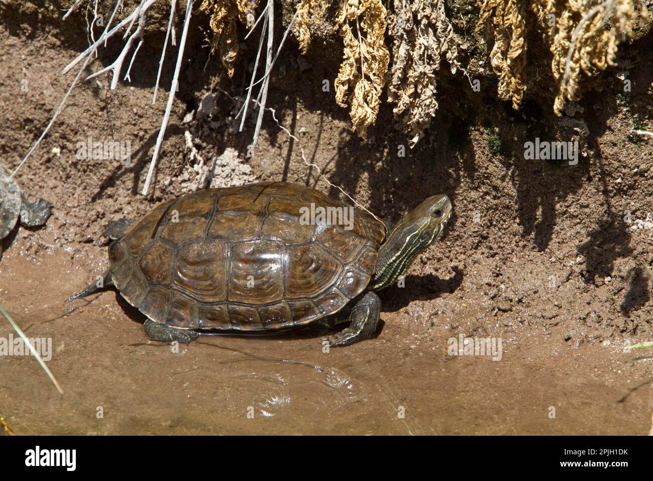 Caspian stream turtle, Caspian stream turtles, Other animals, Reptiles ...