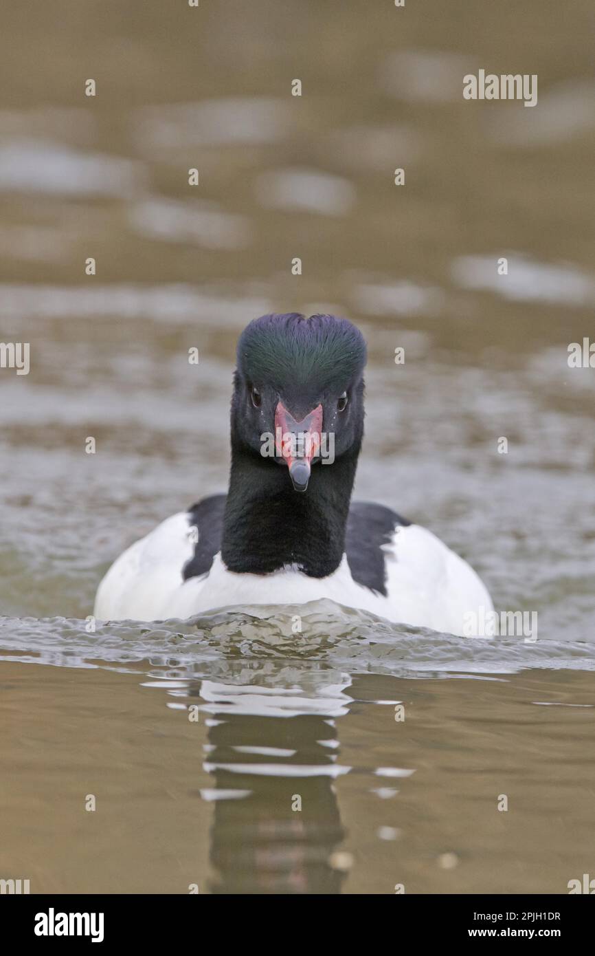 Penthrop Common merganser (Mergus merganser) adult male, swimming head first ...