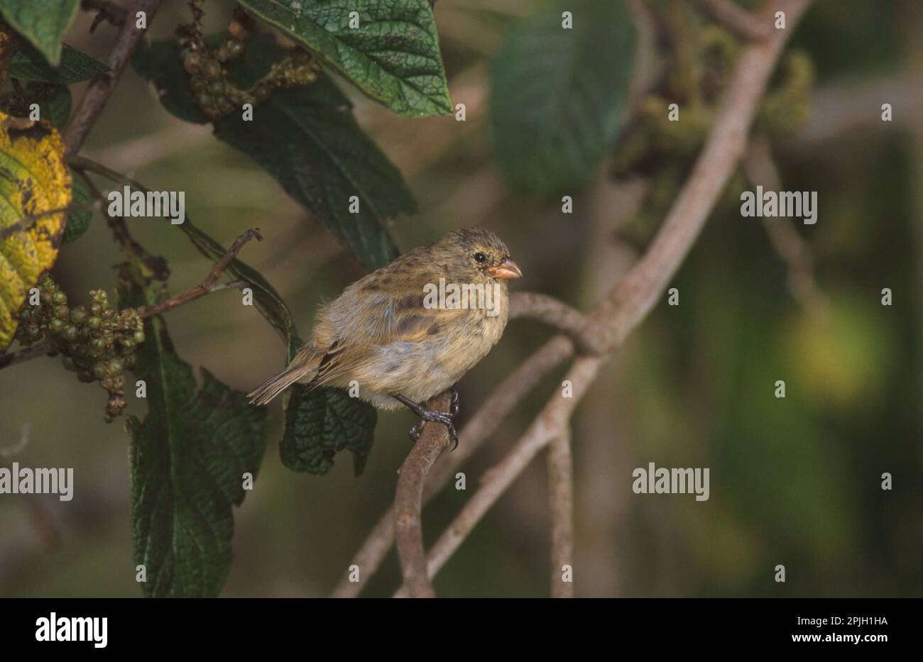 Medium tree finches (Camarhynchus pauper), Darwin Finch, Darwin Finches