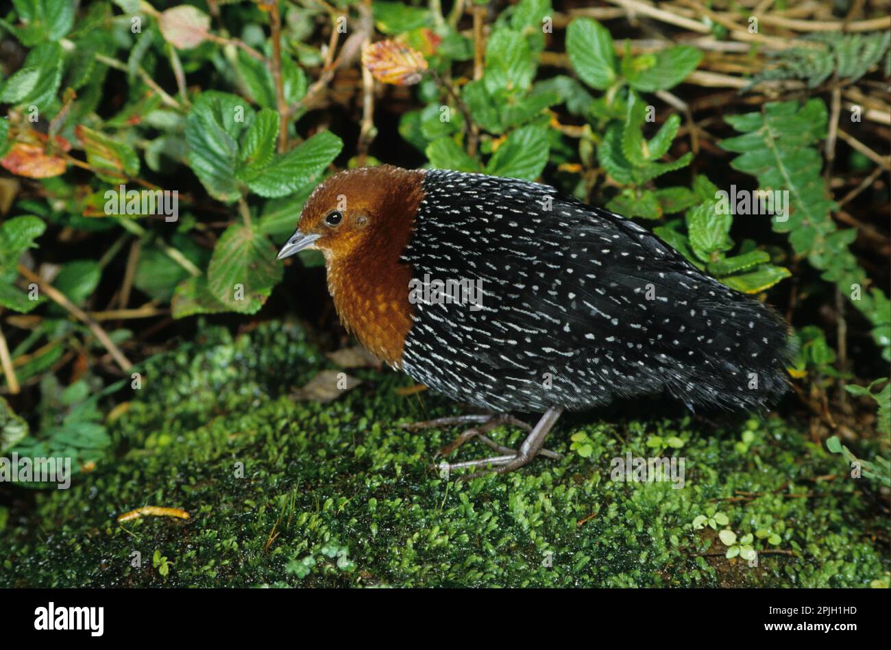 Redbreast Rail, Redbreast Rails, Rails, Animals, Birds, Redchested Flufftail (Sarothrura rufa) Male Stock Photo