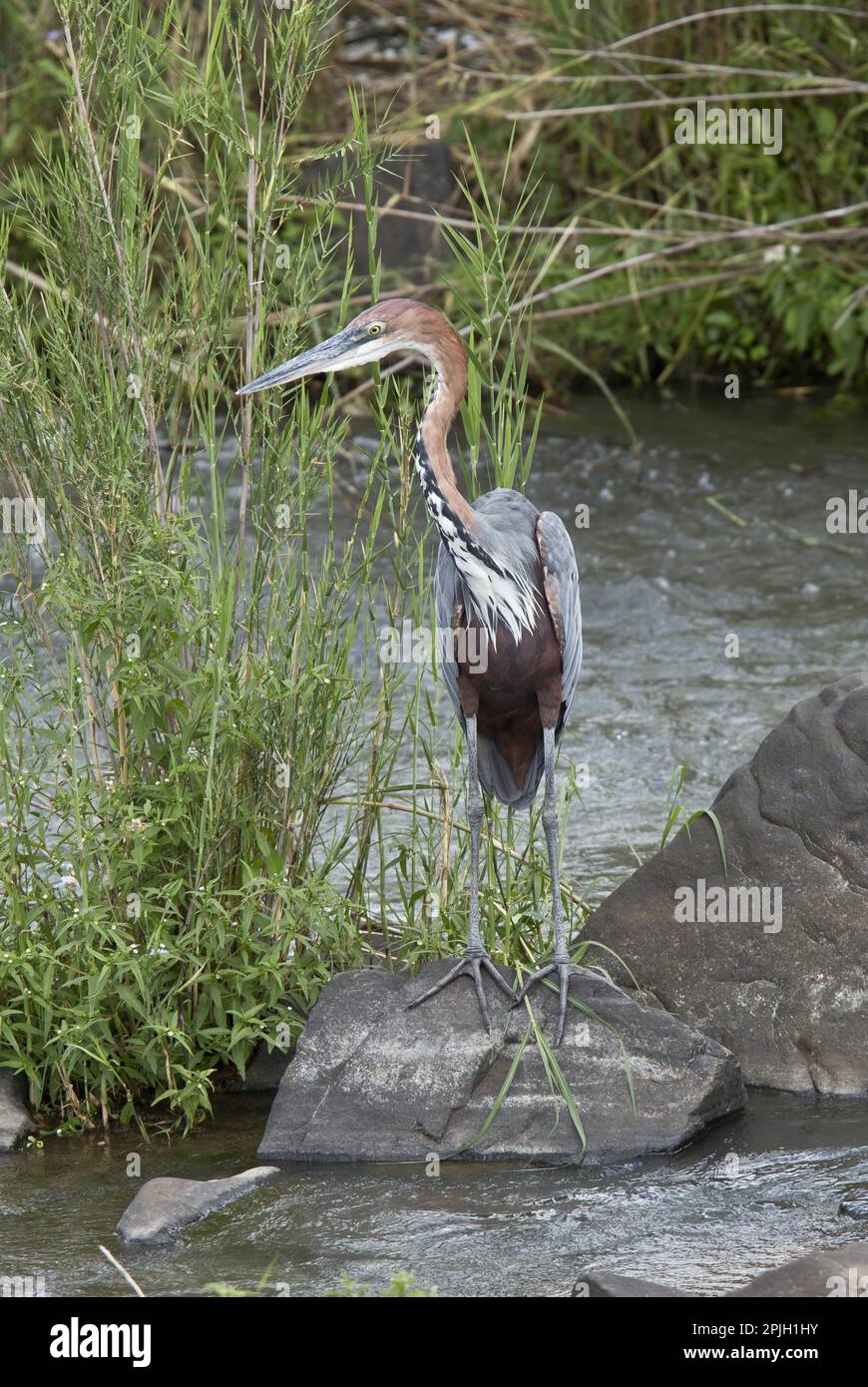 Goliath Heron (Ardea goliath) adult, standing on rock in river, Kruger N. P. Great Limpopo Transfrontier Park, South Africa Stock Photo