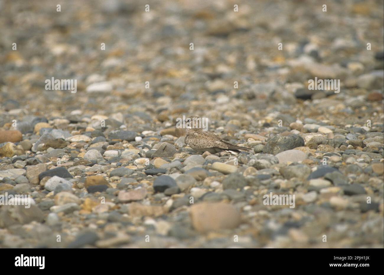 Sand-coloured nighthawk (Chordeiles rupestris), River Nightjar, River Nightjars, Nightjar, Nightjars, Animals, Birds, Sand-coloured Night Hawk Stock Photo