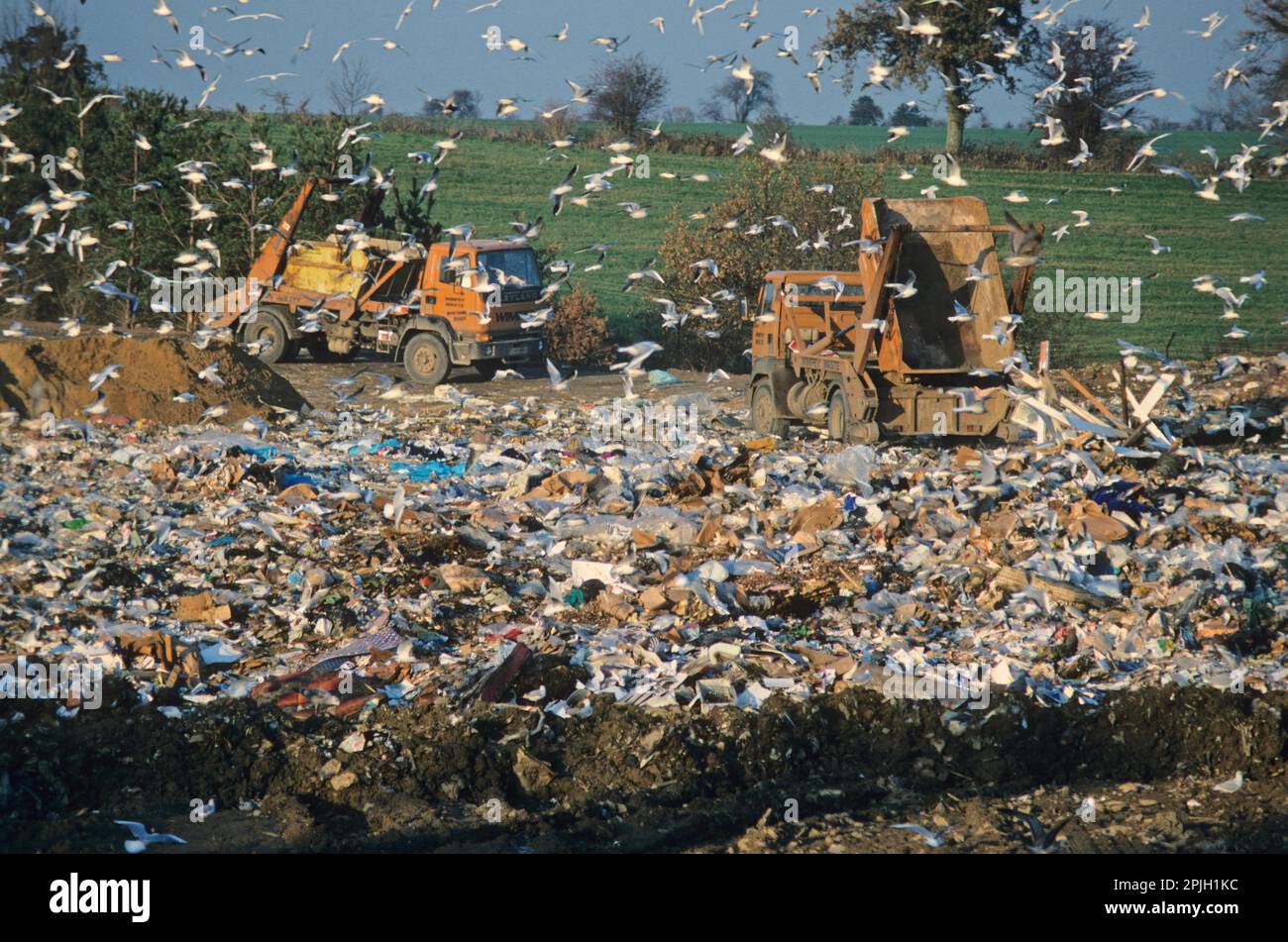 Gulls at rubbish dump, mass around dump, lorries emptying skips, waste