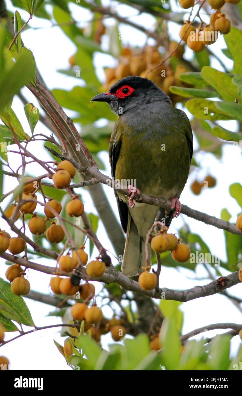 Australian male figbird sphecotheres viridis hires stock photography and images Alamy