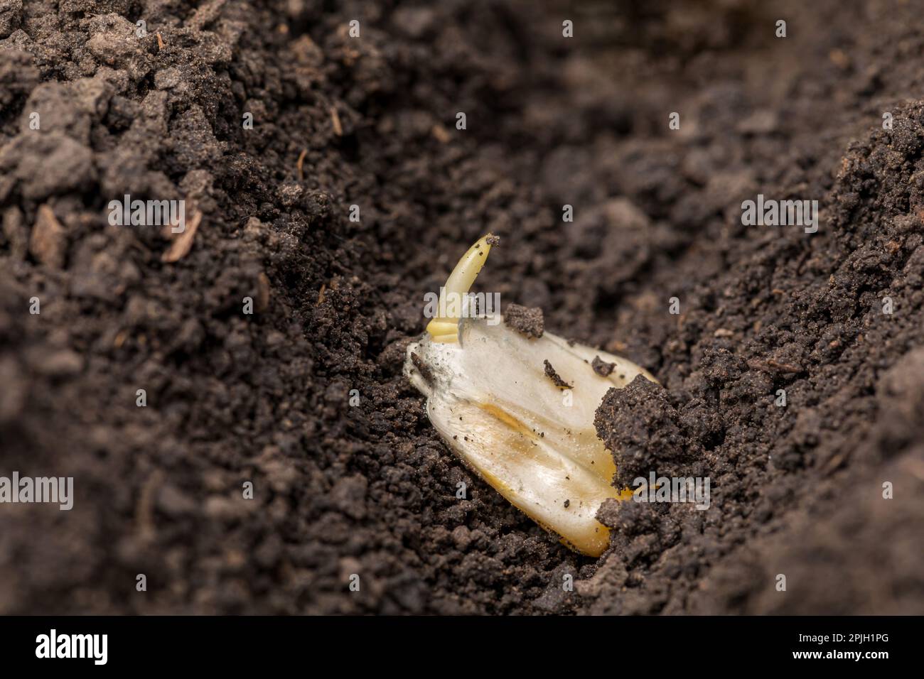 Corn kernel seed germination in soil. Sweet corn garden, organic