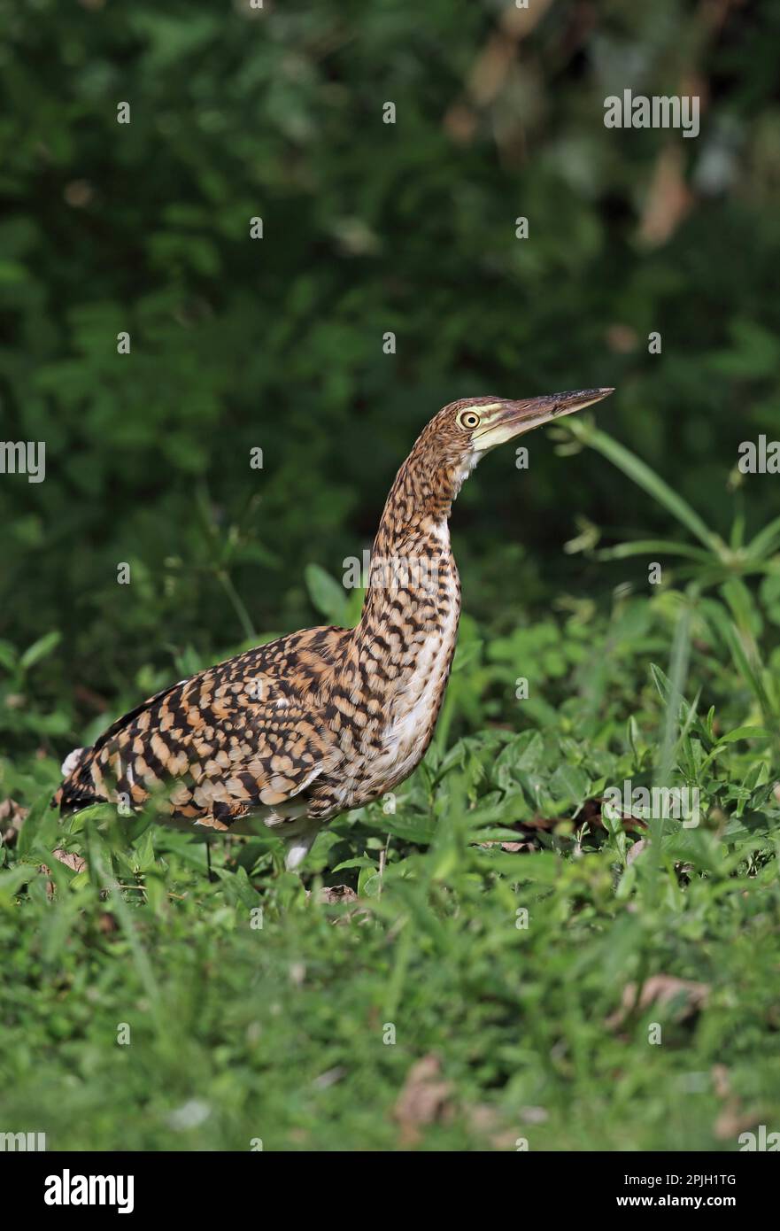 Red-winged Tiger Heron (Tigrisoma lineatum lineatum) immature, with insect prey in beak, foraging on damp ground, Chagres River, Panama Stock Photo