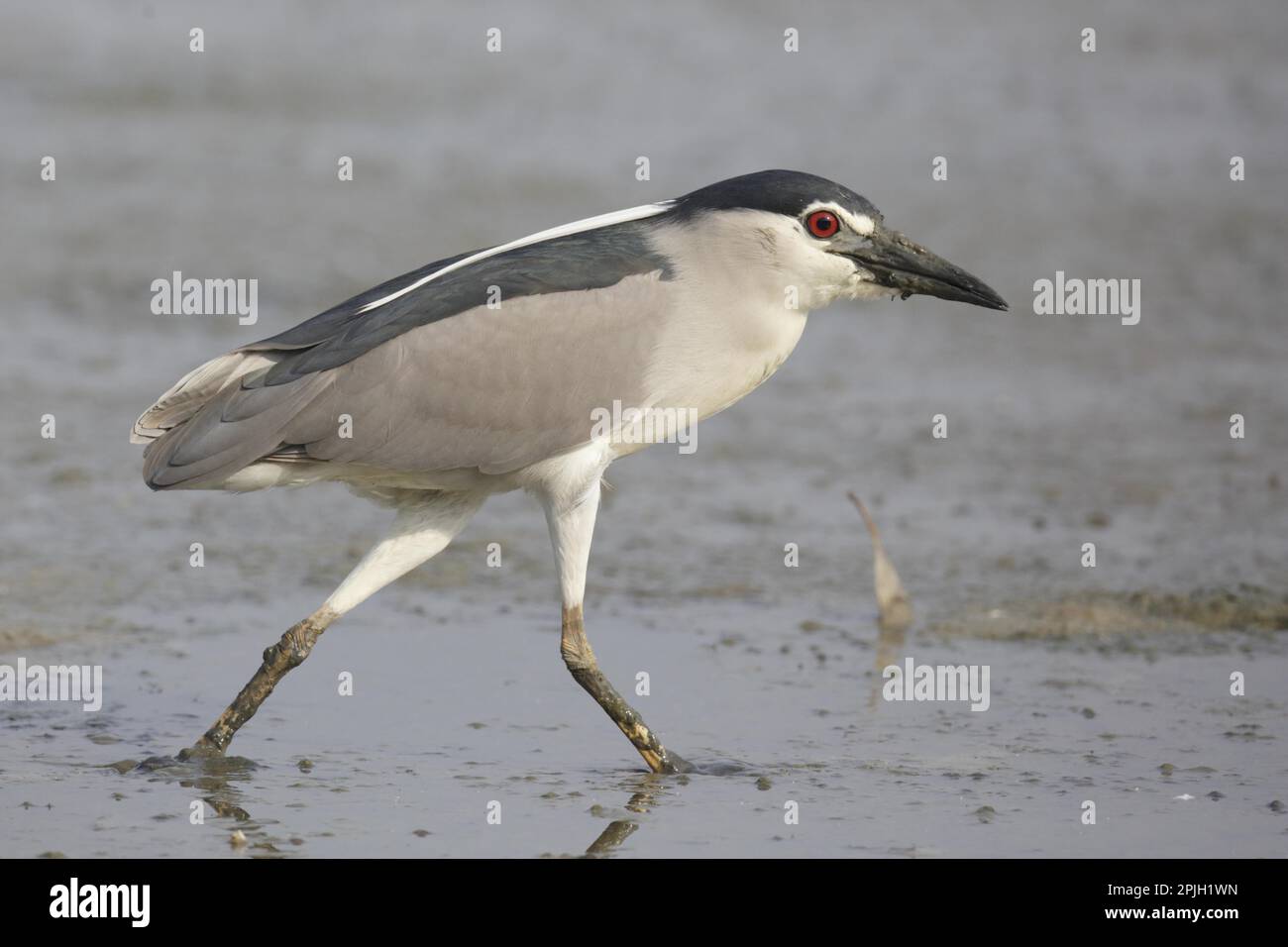 Black-crowned Night-heron (Nycticorax nycticorax) adult, breeding