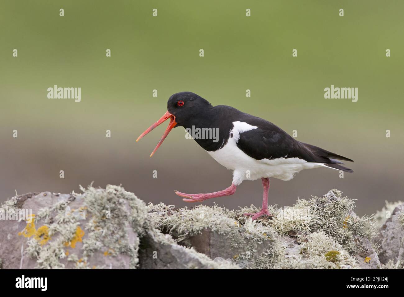 Eurasian Oystercatcher (Haematopus ostralegus) adult, breeding plumage ...