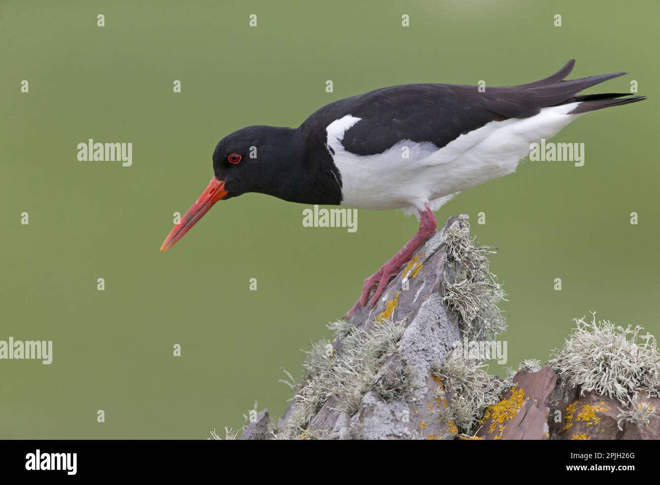 Eurasian Oystercatcher (Haematopus ostralegus) adult, breeding plumage ...