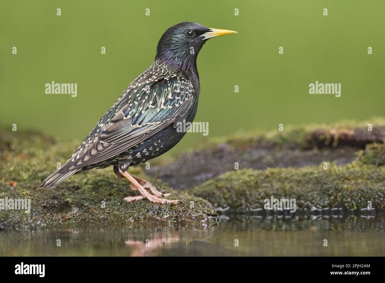 Common common starling (Sturnus vulgaris), adult male, breeding plumage, standing by pond in forest, Debrecen, Hungary Stock Photo