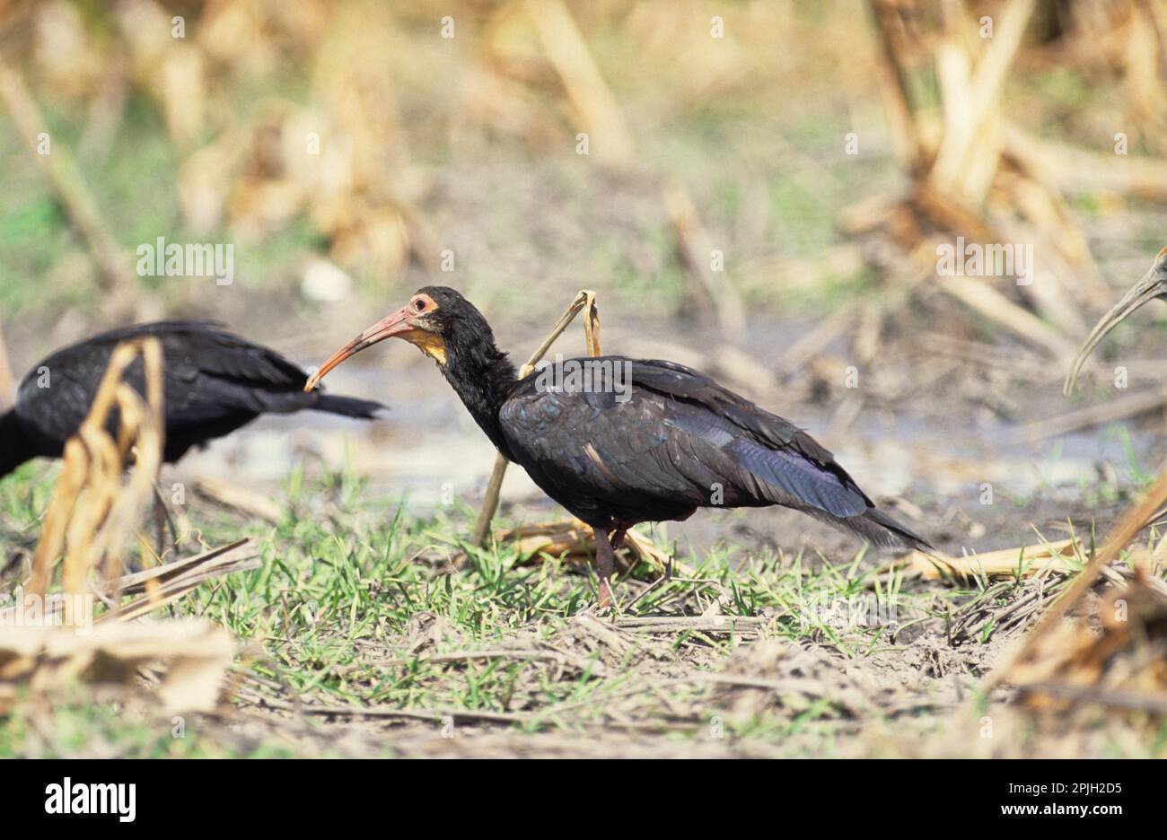 Sharp-tailed ibis (Cercibis oxycerca), Long-tailed Ibis, Sharp-tailed Ibis, Long-tailed Ibis, Sickler, Animals, Birds, Sharp-tailed Ibis Two on the Stock Photo