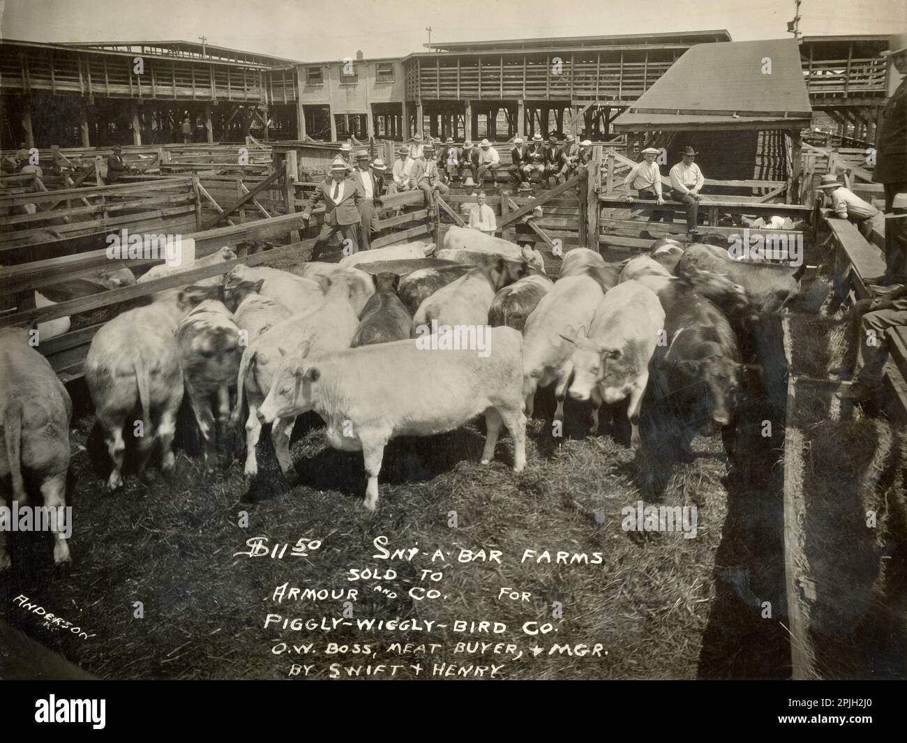 Livestock Auction, Armour and Company, Cattle, Kansas City Stockyards