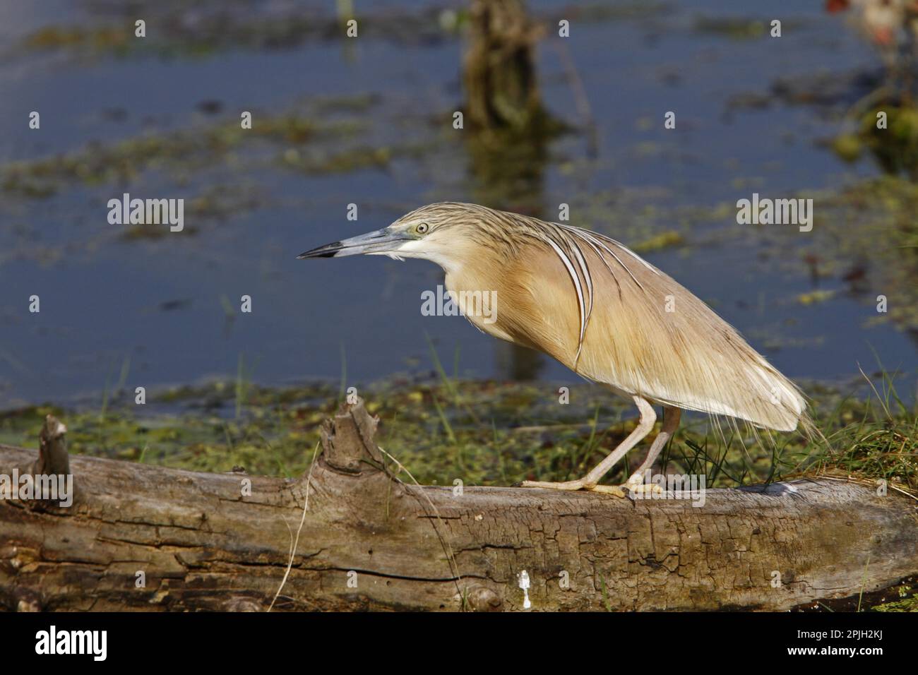 Ardea ralloides, Squacco Heron, Herons, Animals, Birds, Squacco Heron