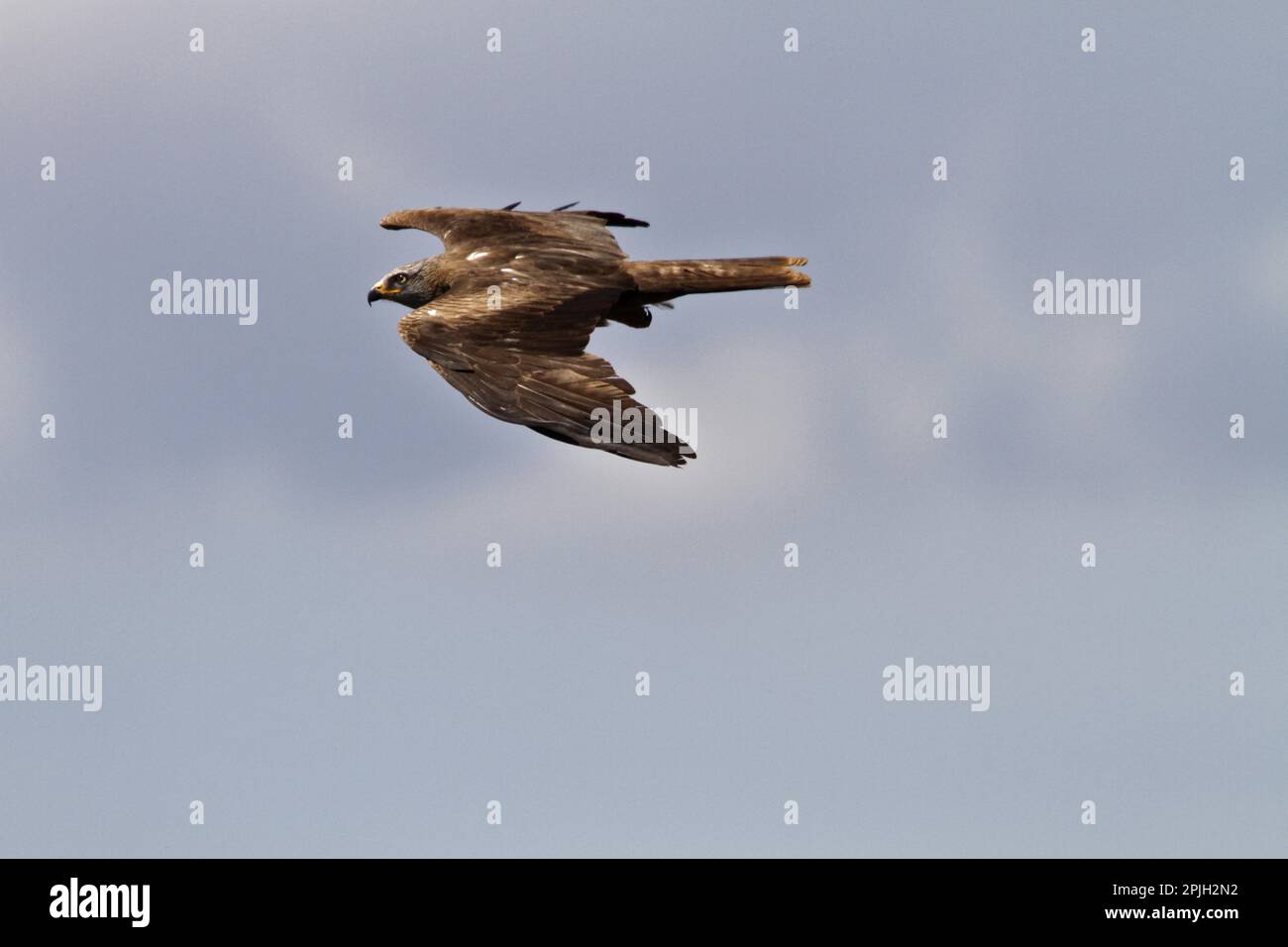 Black Kite, Black Kites, Kite, Kites, Birds of prey, Animals, Birds