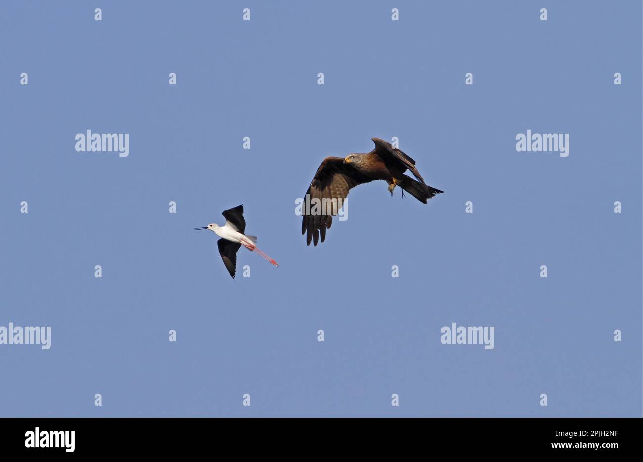 Black-winged stilts chase a black kite that has captured one of its chicks. Coto Donana, Spain Stock Photo