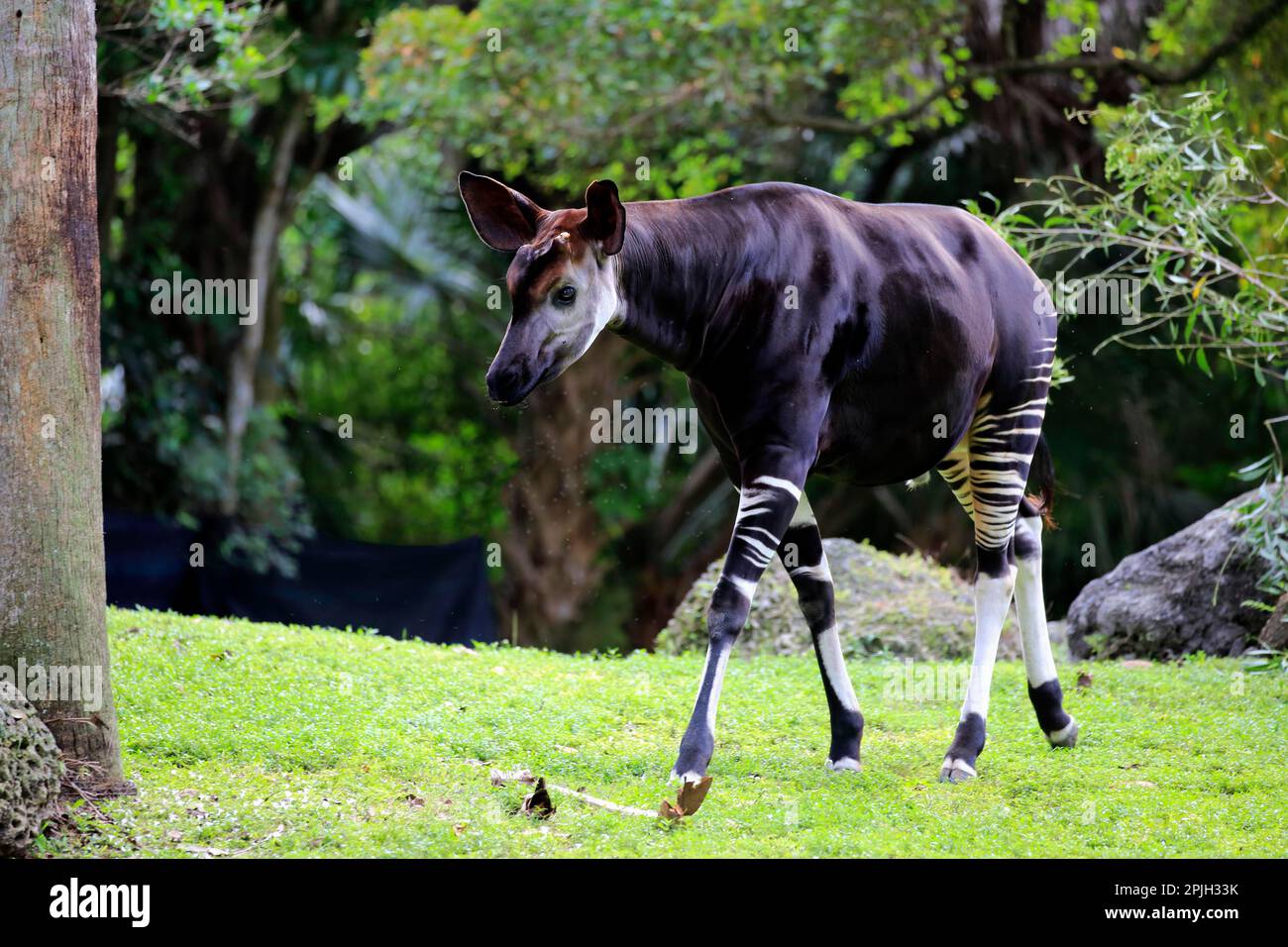 Okapi (Okapia johnstoni), adult Stock Photo - Alamy