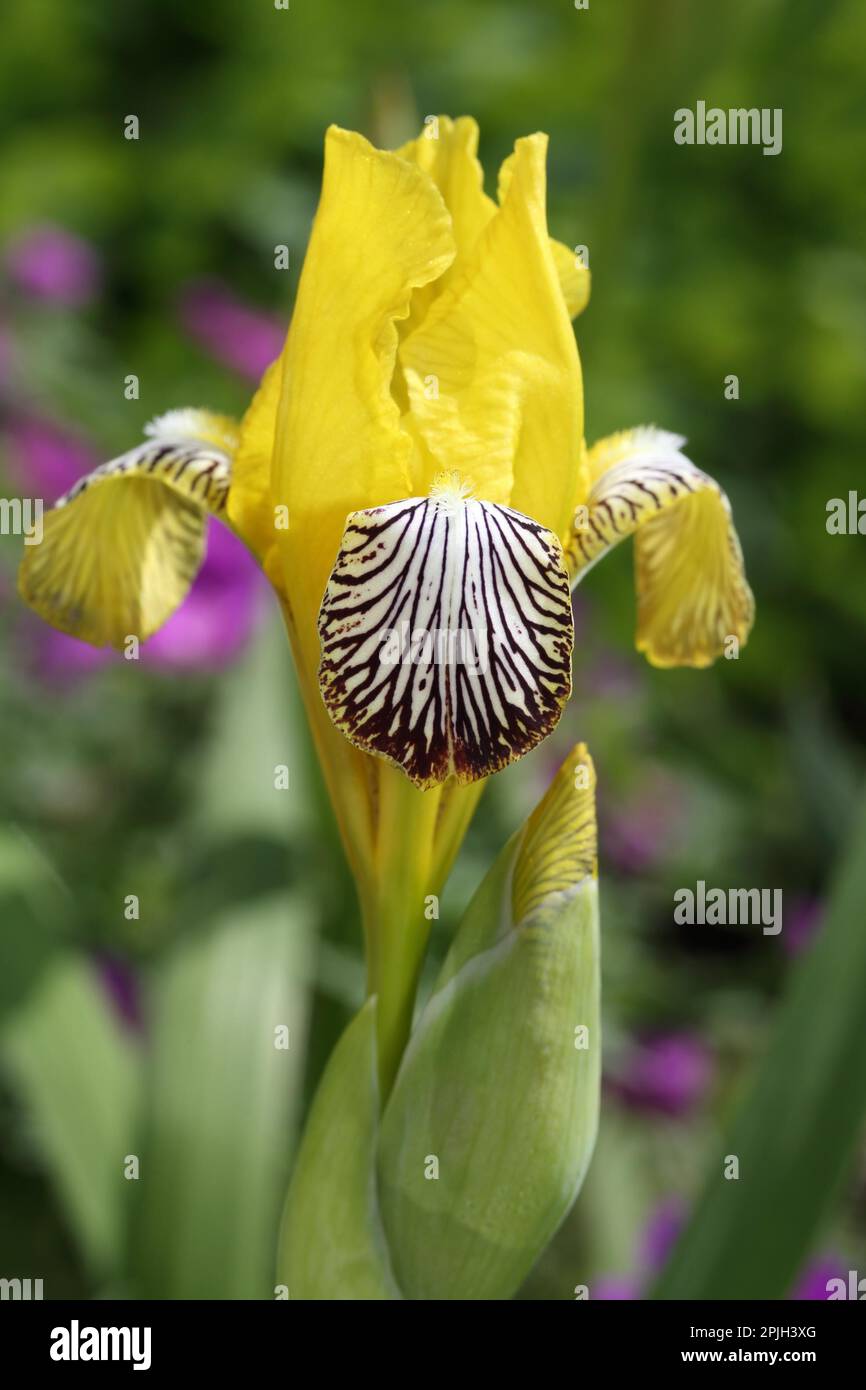 Variegated iris (Iris variegata) Stock Photo