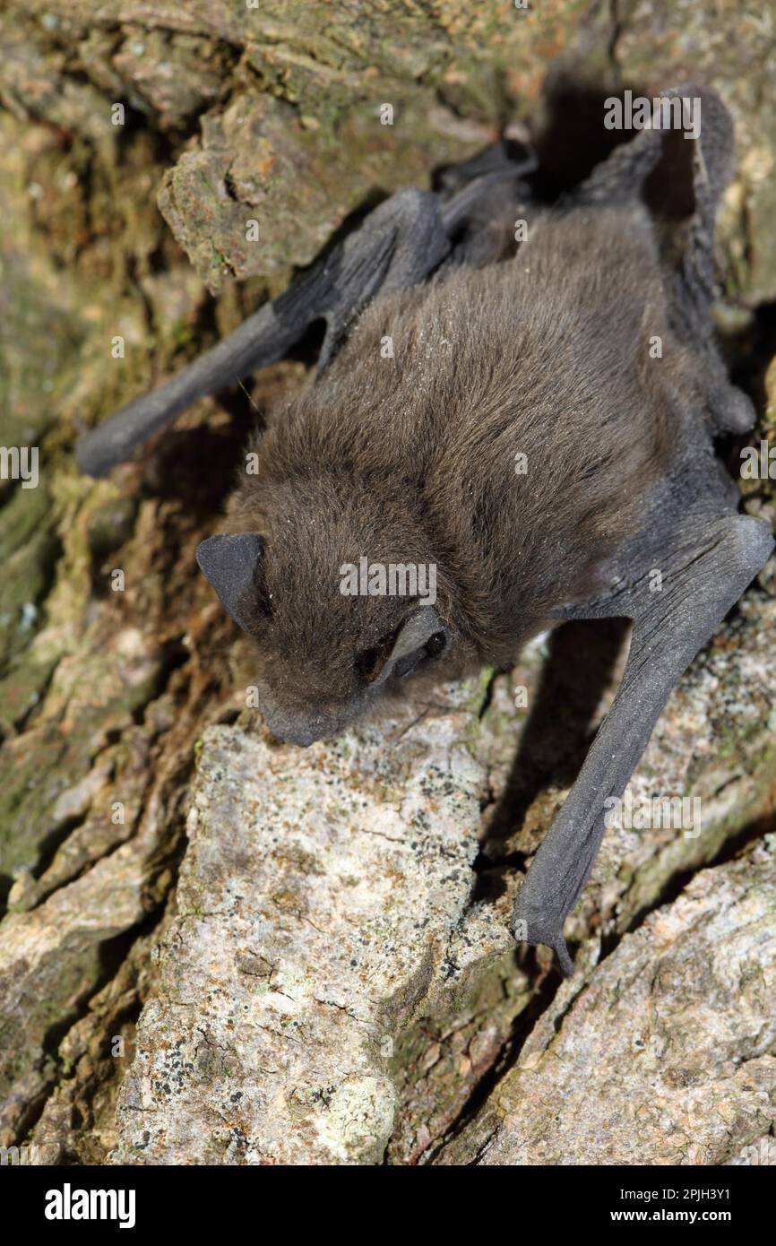 Common pipistrelle (Pipistrellus pipistrellus Stock Photo Alamy