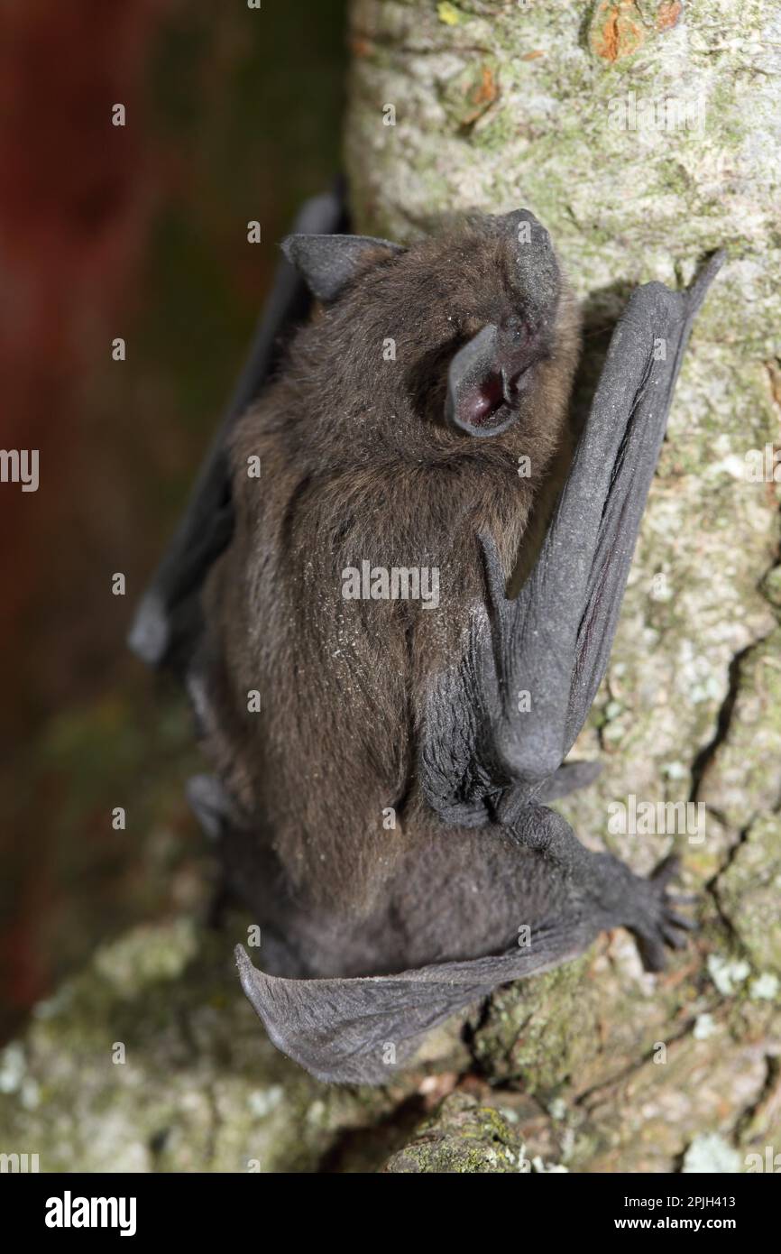 Common pipistrelle (Pipistrellus pipistrellus Stock Photo Alamy
