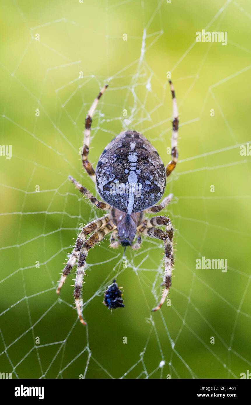 European garden spider (Araneus diadematus Stock Photo - Alamy