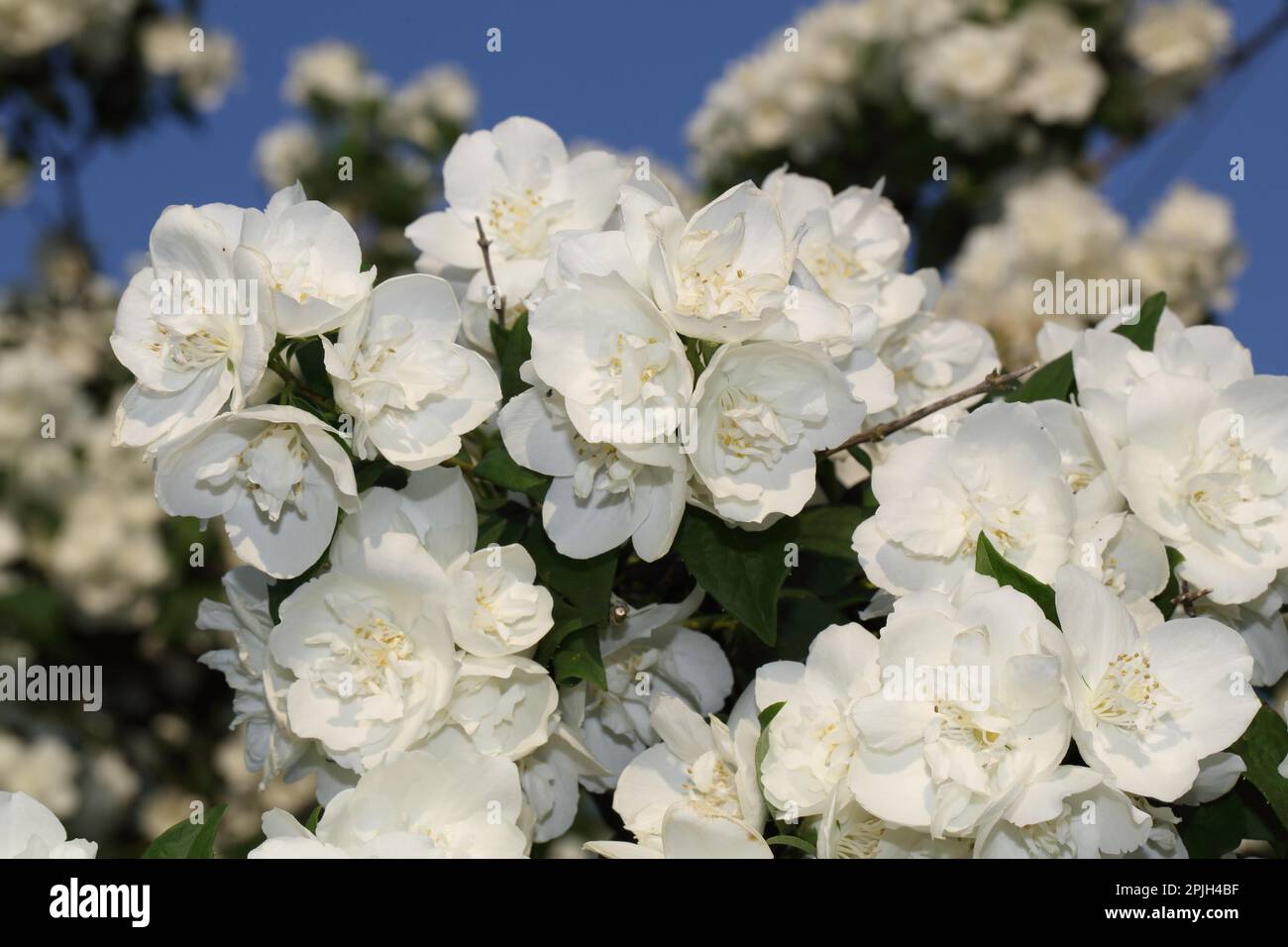 Common jasmine (Jasminum officinale Stock Photo Alamy