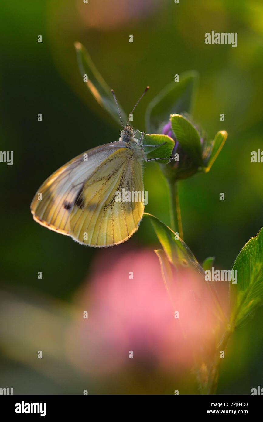Large cabbage white butterfly Stock Photo Alamy