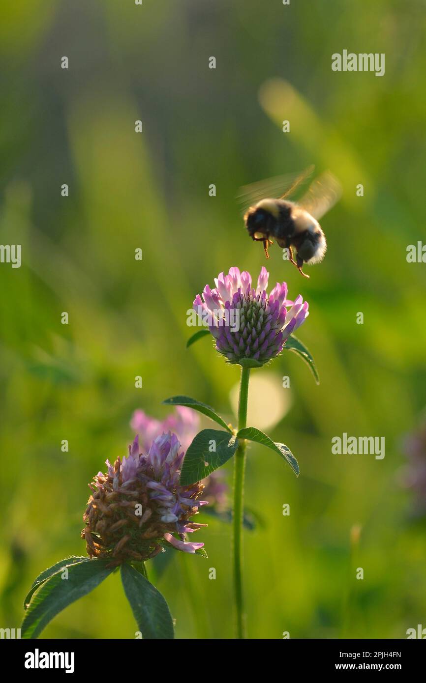 Northern northern white-tailed bumblebee (Bombus magnus) Stock Photo