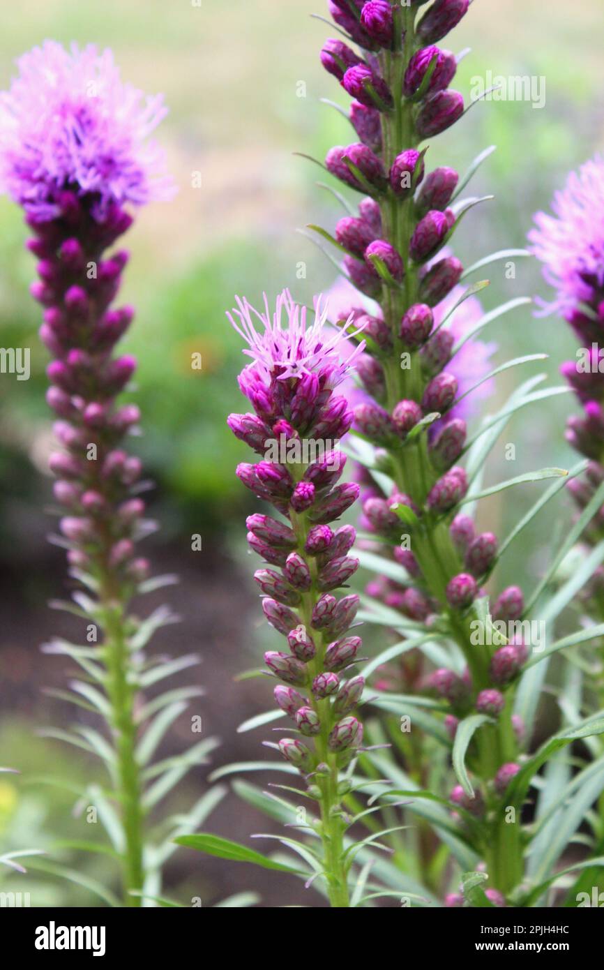 Closeup of purple blooming Liatris spicata plant, also known as dense blazing star and prairie feather, flower, leaves and buds Stock Photo
