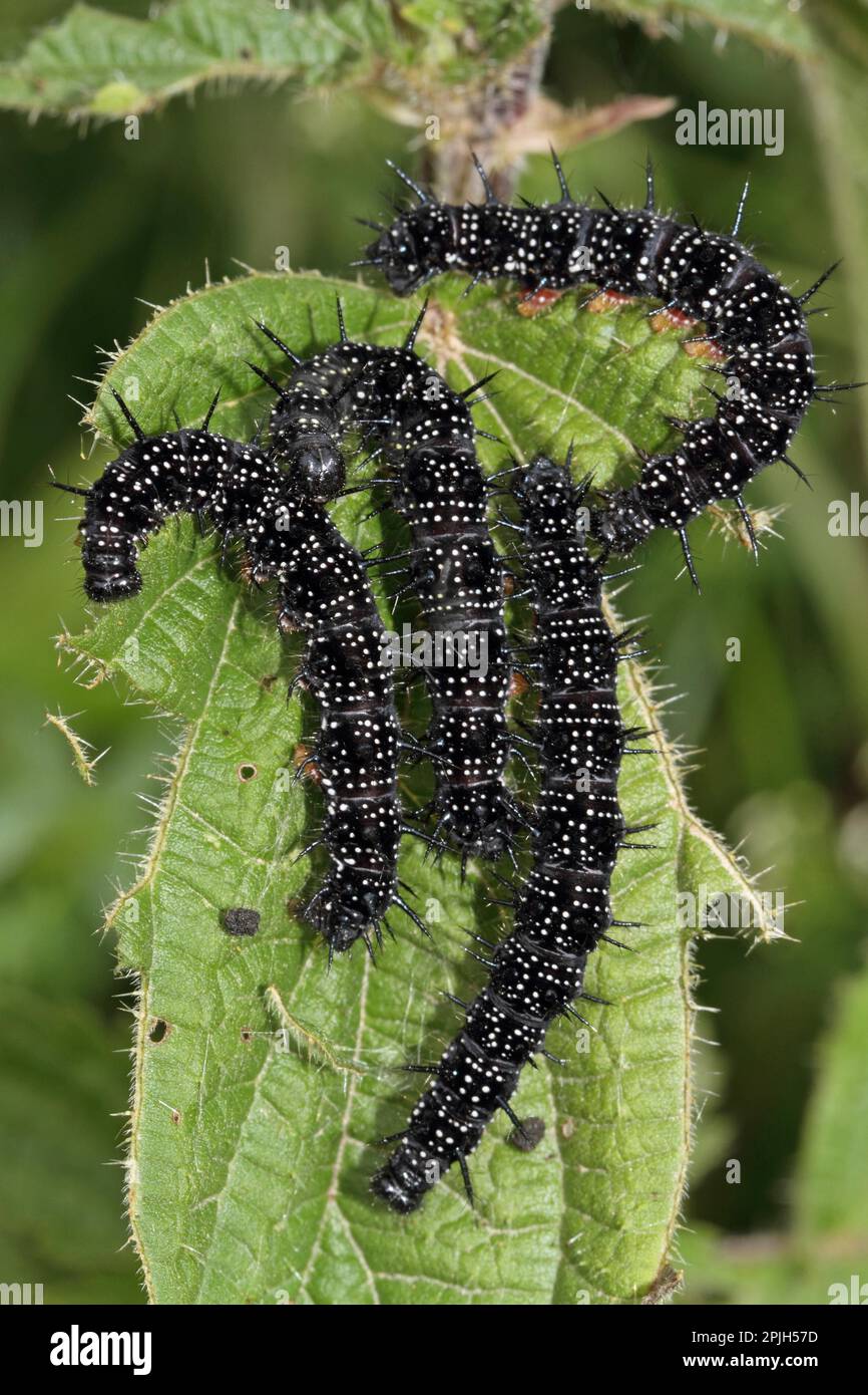 Peacock butterfly, caterpillars Stock Photo Alamy