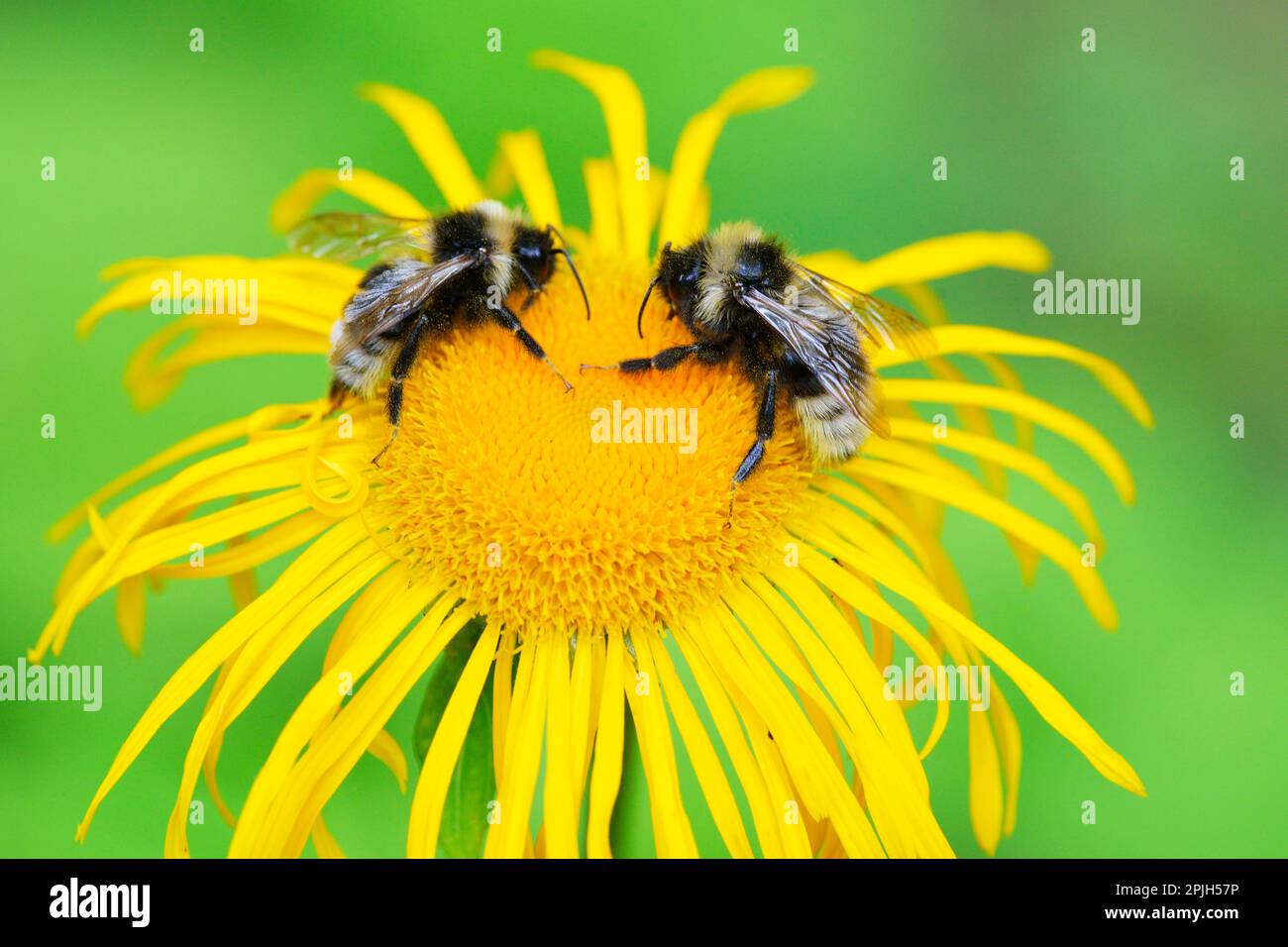 Cuckoo bumblebees Stock Photo