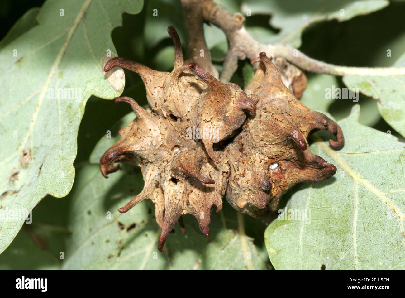 Common oak gall wasp Stock Photo Alamy