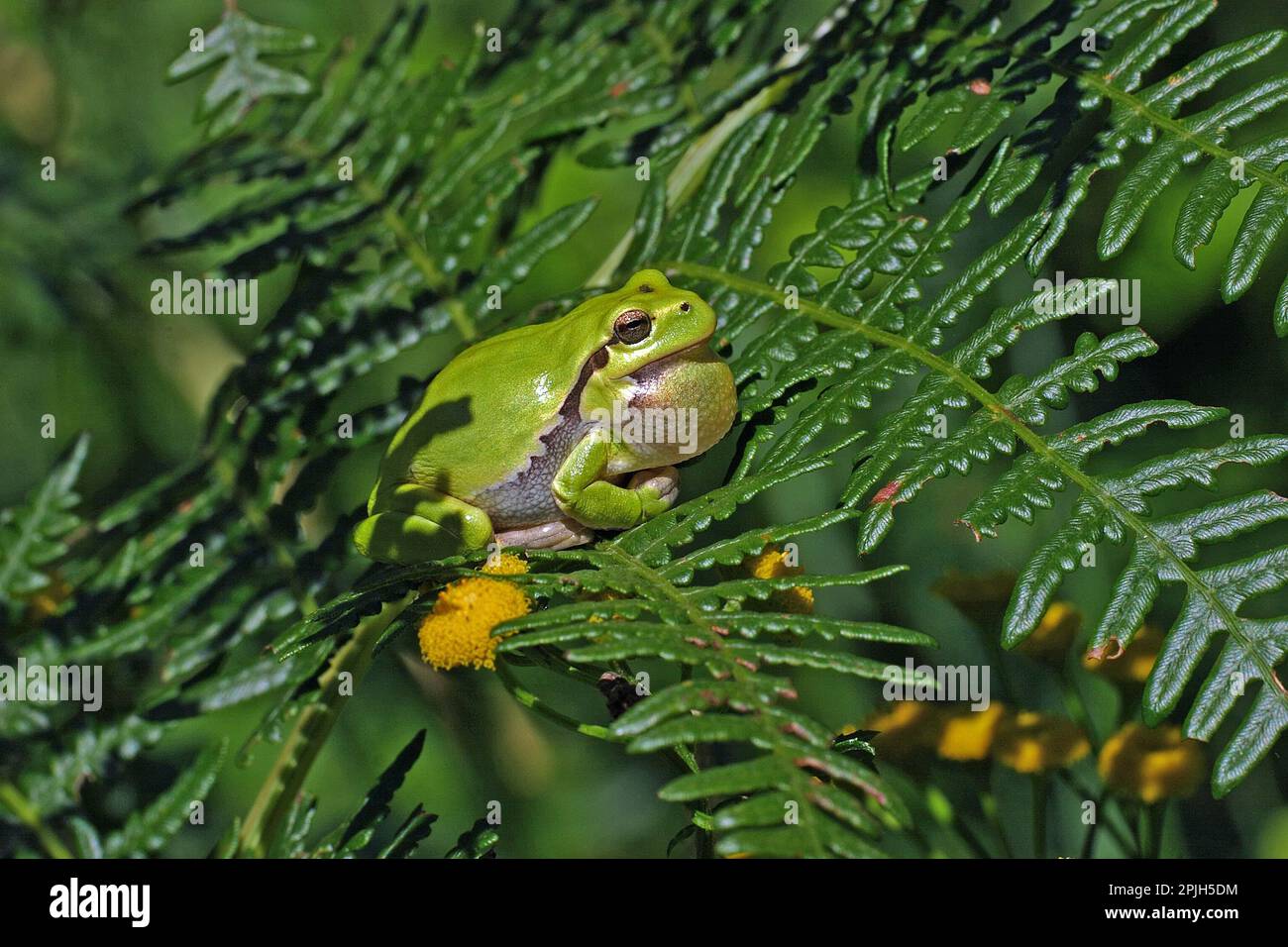 European tree frog, sound bubble Stock Photo Alamy
