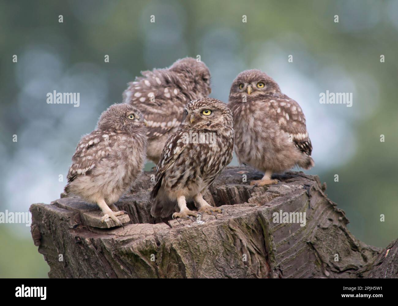 Four little owls hi-res stock photography and images - Alamy