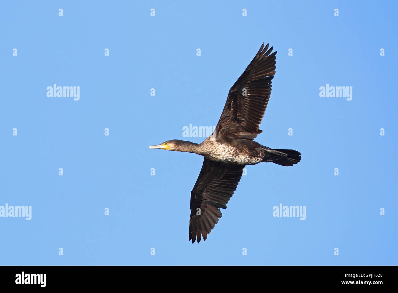 mature-cormorant-hi-res-stock-photography-and-images-alamy