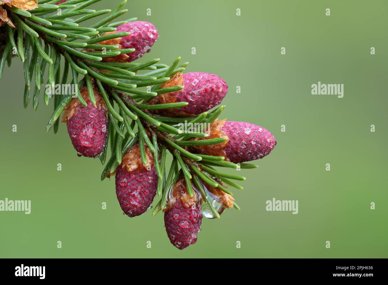 White spruce, Picea alba Stock Photo