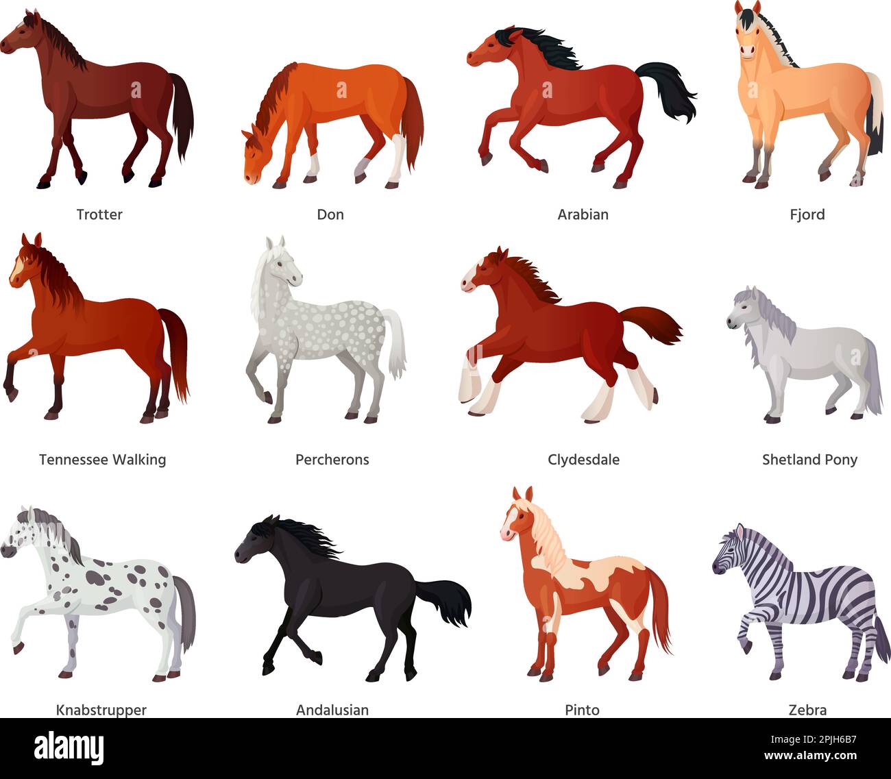 Horses breeds. Horse farm breeding for horseback riding, different breed thoroughbred clydesdale miniature pony beautiful shetland mare trotter zebra ingenious vector illustration of farm horse animal Stock Vector