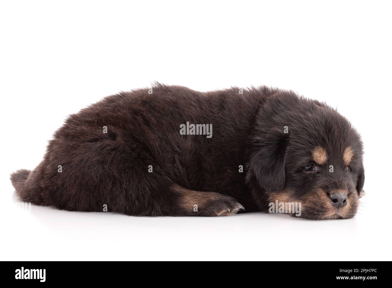 Puppy from a Tibetan dog farm sleeping peacefully on a white background Stock Photo