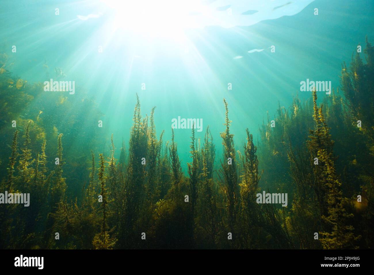 Natural sunlight underwater with seaweed, Atlantic ocean, (brown algae