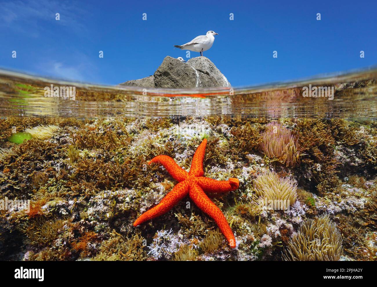 Sea star underwater and a gull bird on a rock with blue sky, Mediterranean sea, split level view over and under water surface, Spain Stock Photo