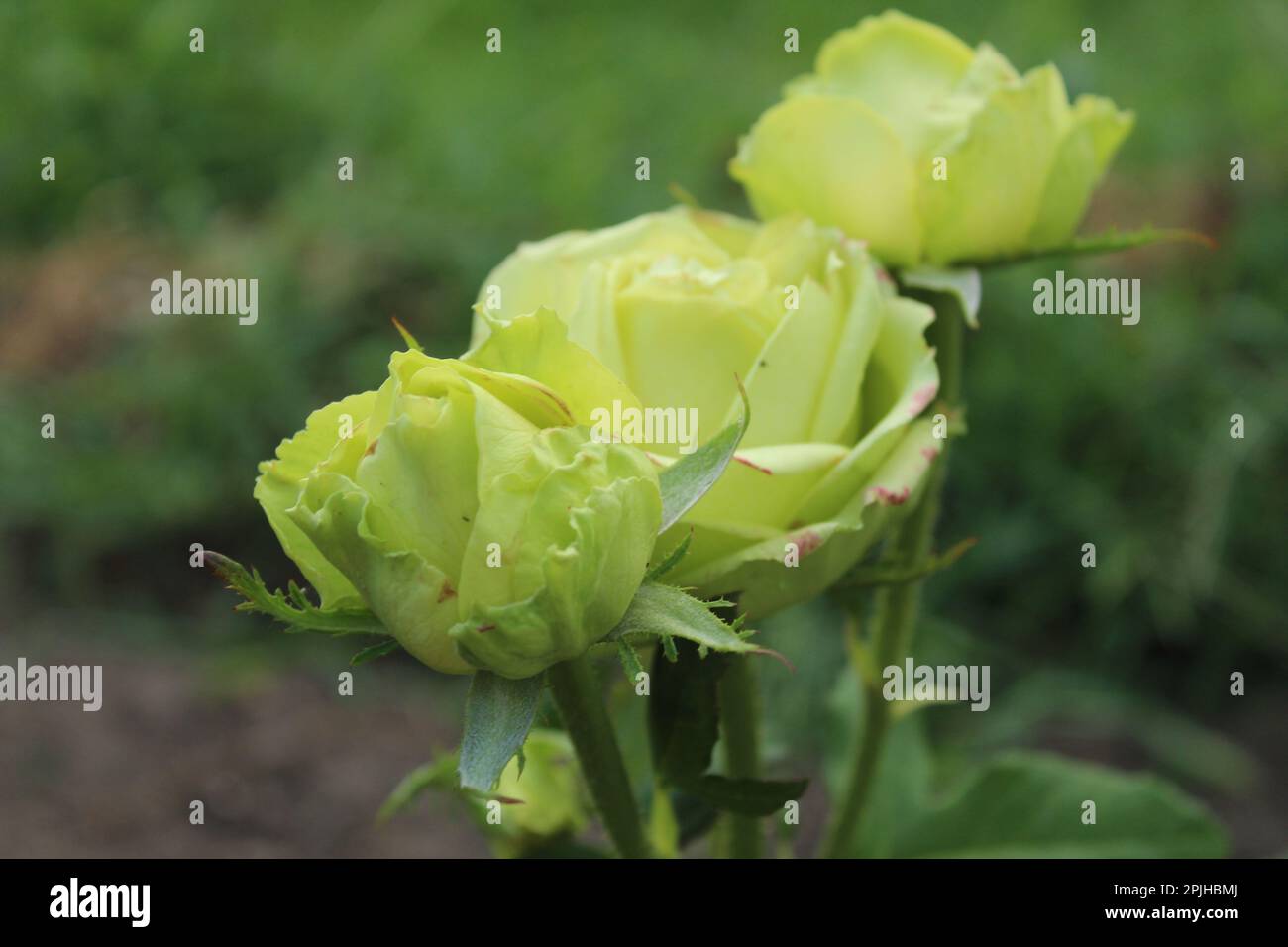yellow roses closeup. Growing rose flowers. meaning of yellow roses