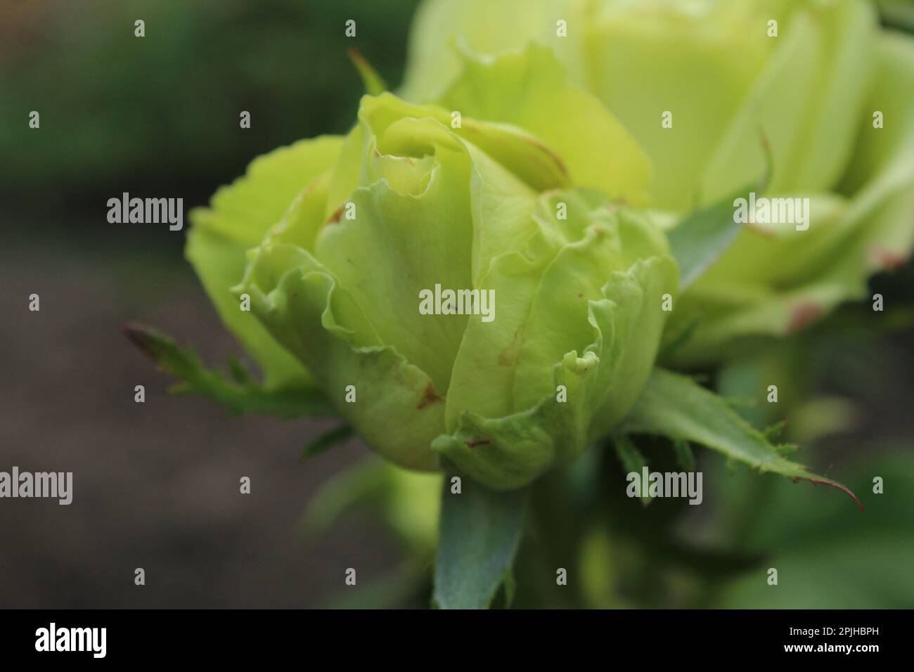 yellow roses closeup. Growing rose flowers. meaning of yellow roses