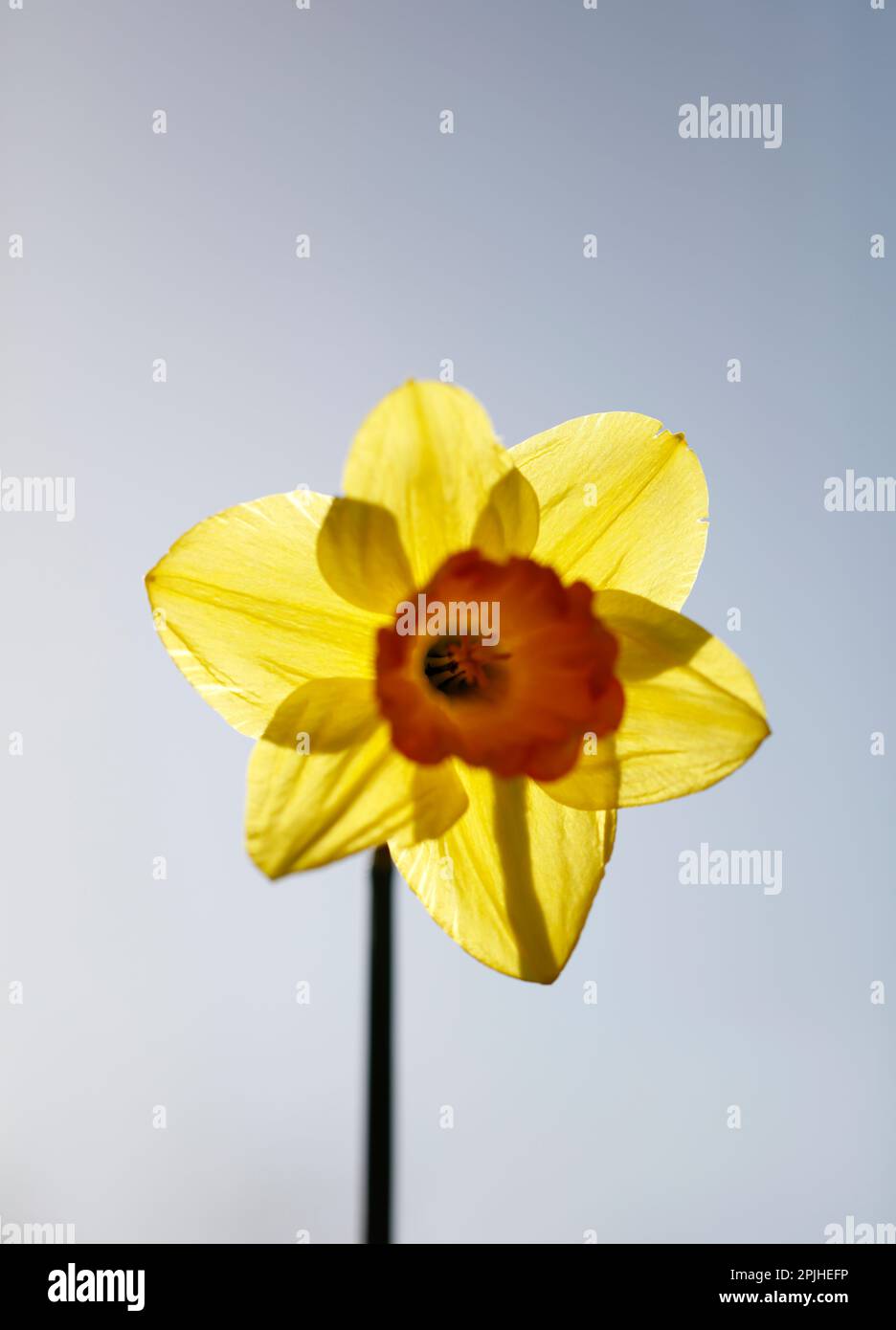 Spring Daffodil in flower. The daffodil is the national flower of Wales, United Kingdom Stock