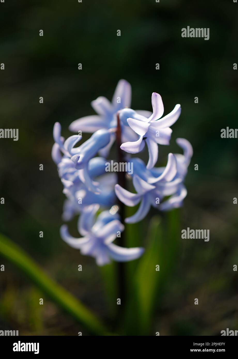 The early spring-blooming bulb and scented Hyacinth plant in flower, Suffolk, England, United Kingdom Stock Photo