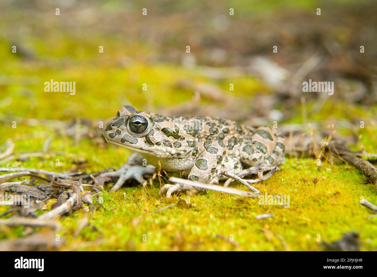 Rospo smeraldino (Bufo viridis) sotto la pioggia. Lago di Baratz ...