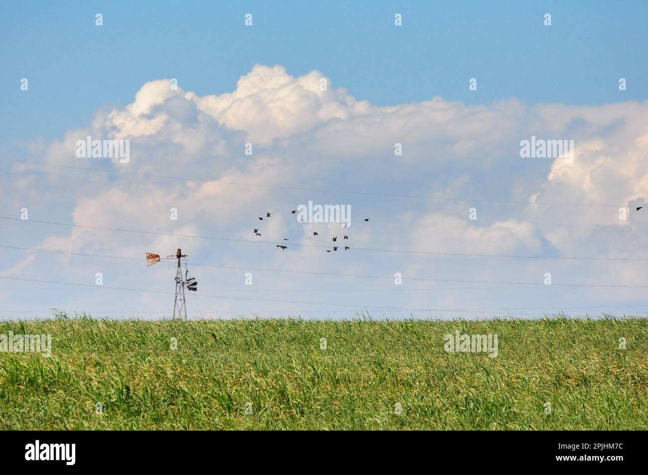 Field with power lines and a flock of birds flying, and a sky with many clouds Stock Photo